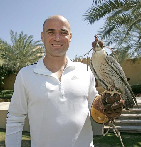 Peregrine falcon, UAE.jpg