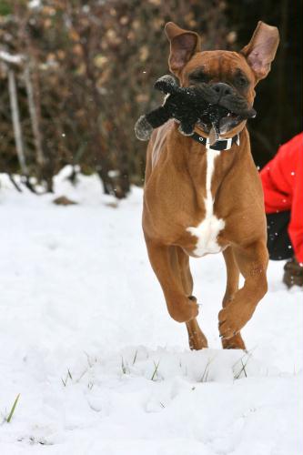 Dog, Snow, Spain.jpg