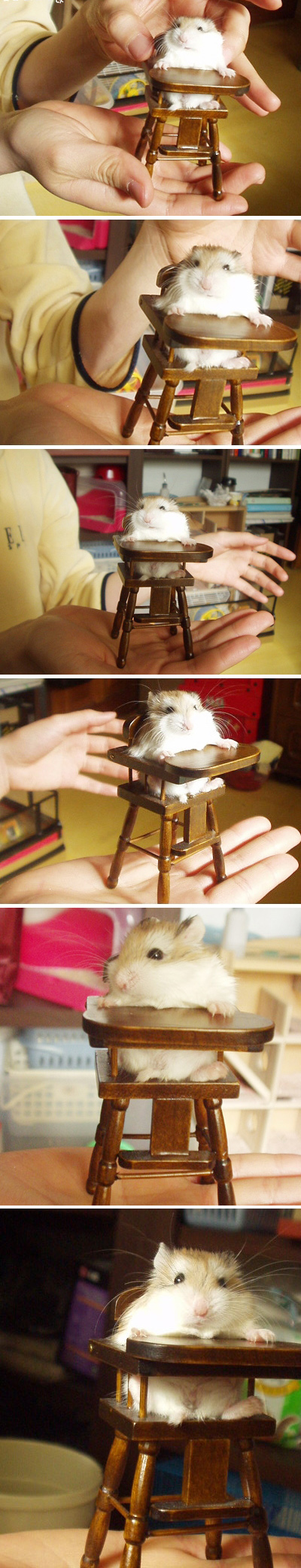 Cute Hamster.jpg
