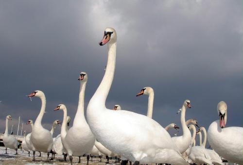 Mute Swans, Poland.jpg