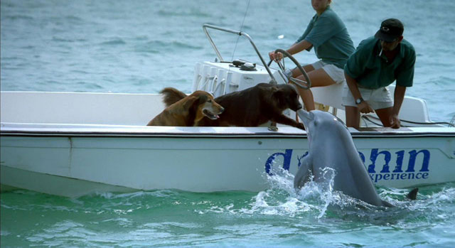 Dolphin and Dogs.jpg