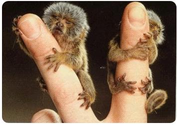 Small monkeys.gif