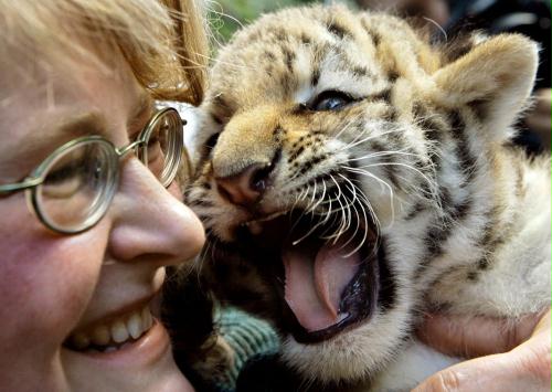 Siberian Tiger cub, Germany.jpg