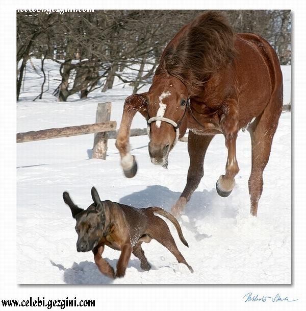 horse chasing dog on snow.jpg