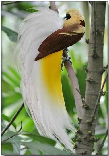 bird-of-paradise.jpg