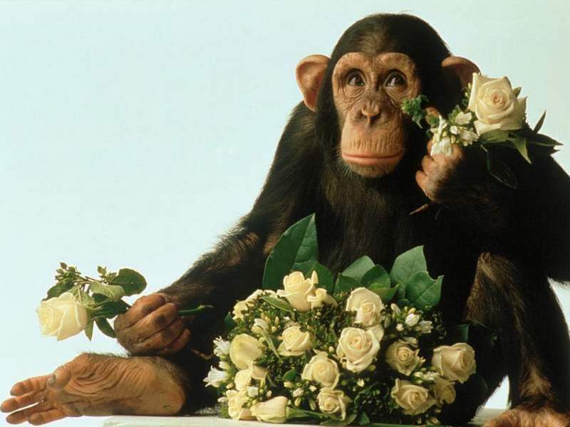 Flower chimp.jpg