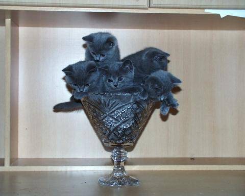 Cup of kittens.jpg