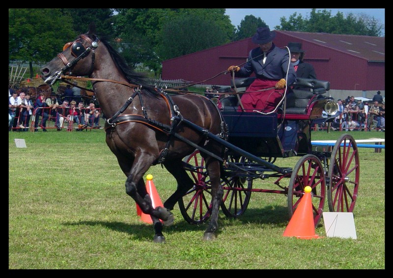 Cheval 14 - Wielkopolski.jpg