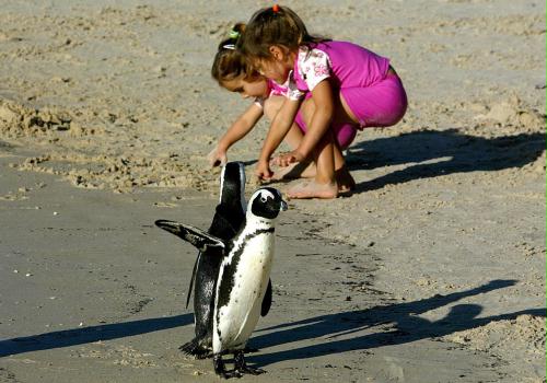 Jackass Penguins, South Africa.jpg