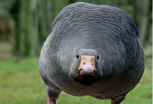 Big ass goose.jpg