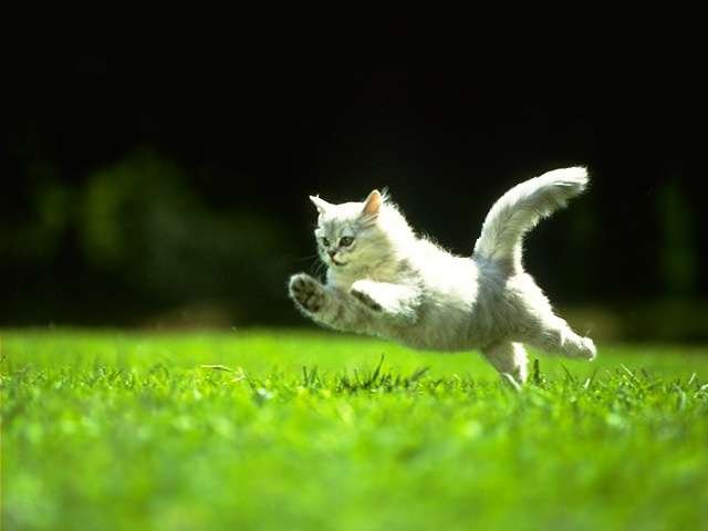 Leaping Kitten.jpg