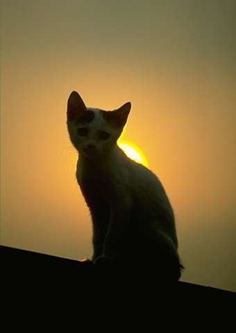 Sunset kitten.jpg