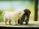 pup.jpeg