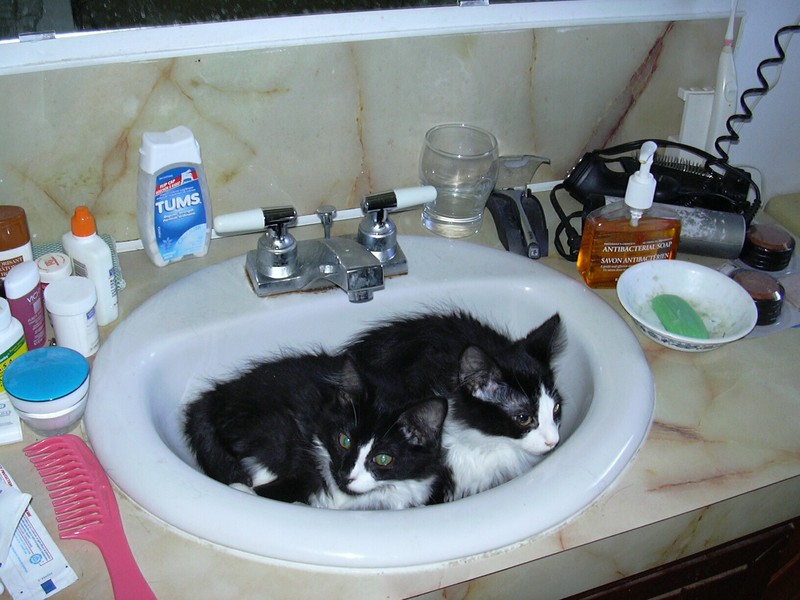 Bathroom Cats.jpg
