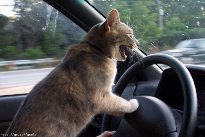 Cat drive.jpg