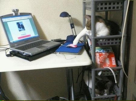 Cat Using Mouse.jpg