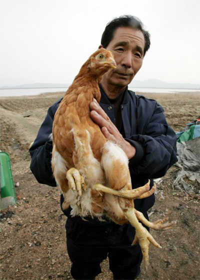 Chicken with Four legs, Korea.jpg