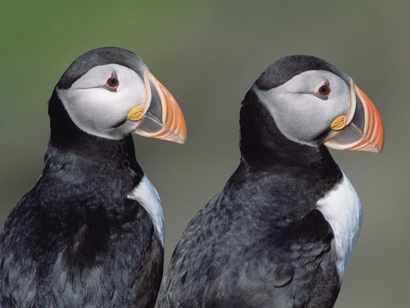 Atlantic Puffins.jpg