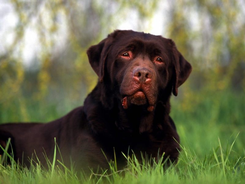 Chocolate Labrador.jpg