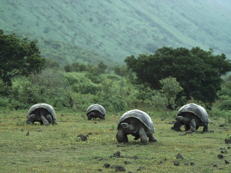Giant Galapagos Tortoises Isabela Island Galapagos.jpg