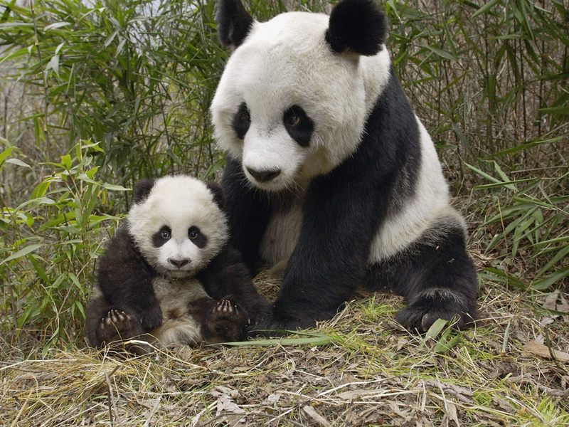 Giant Panda Mother and Cub Molong Nature Reserve China.jpg