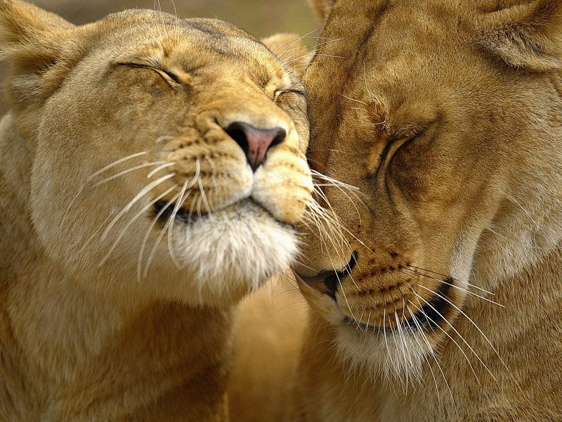 Loving Lions.jpg