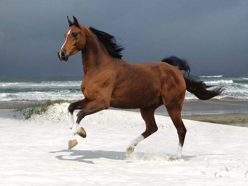 Norwegian Beach Warmblood.jpg