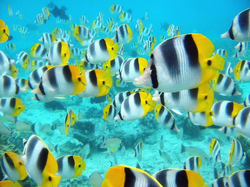 School of Tropical Fish Tahiti.jpg