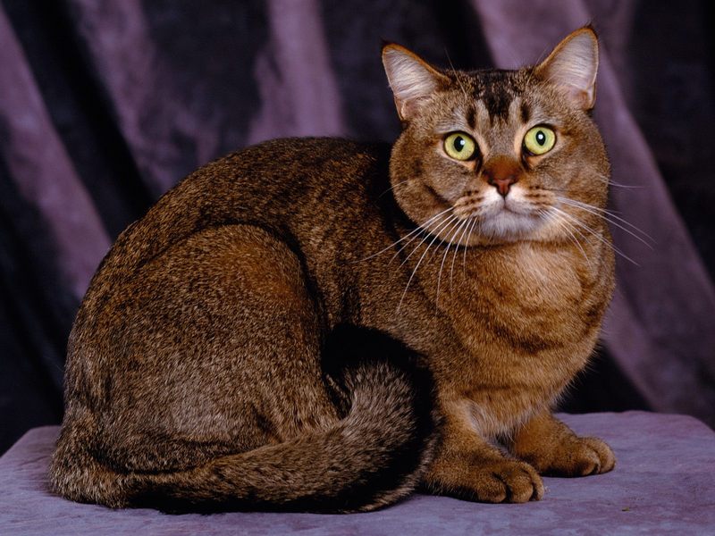 Tabby Toy Cougar Cat.jpg