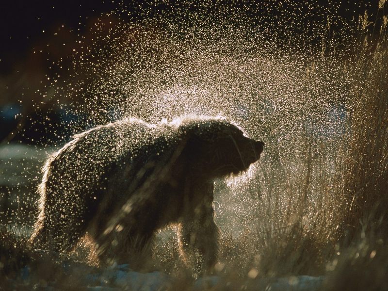Wet and Wild Alaska.jpg