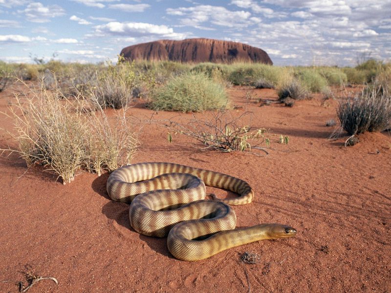Woma Python Uluru National Park Australia.jpg