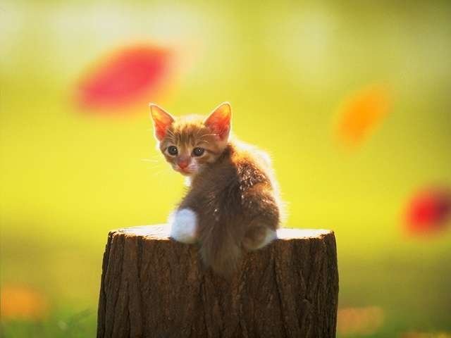 Cute kitten.jpg