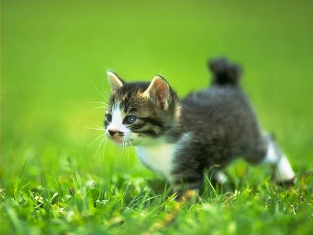 Cute kitten.jpg