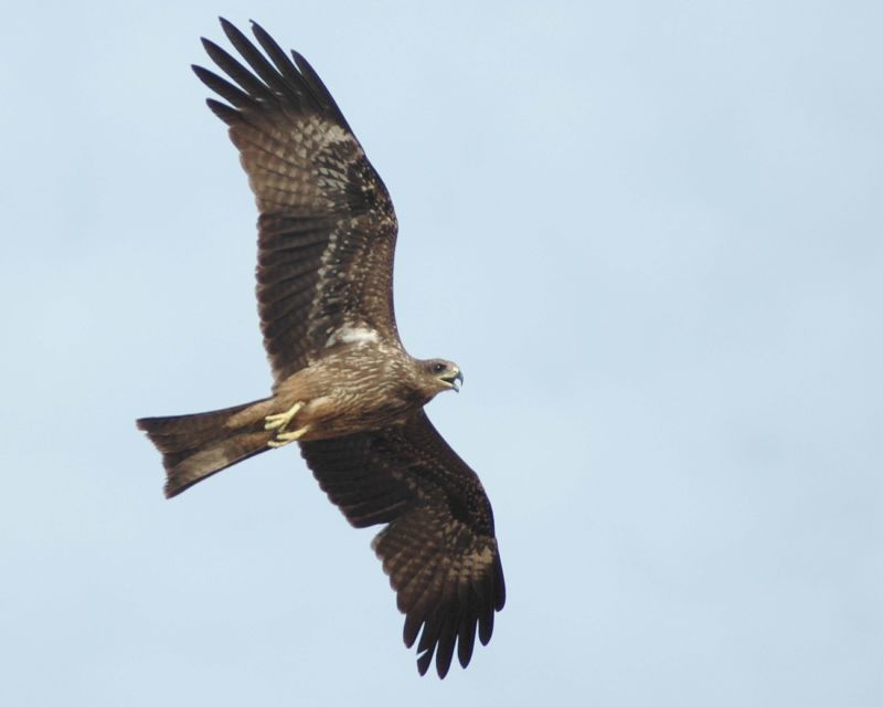 Bird of prey in flight.jpg