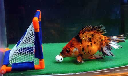 Soccer fish.jpg