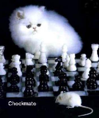 checkmate cat.jpg