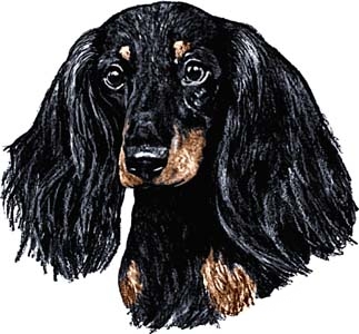 dachshund long-haired1020904.jpg