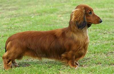 dachshund long haired2021304.jpg