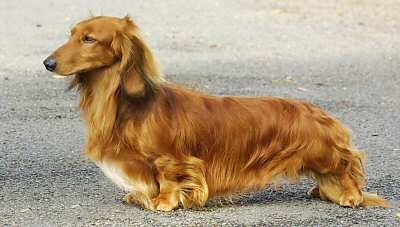 dachshund long haired4021304.jpg
