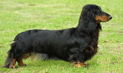 dachshund long haired5021304.jpg