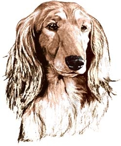 dachshund long-haired2020904.jpg