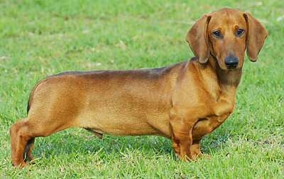 dachshund smooth haired2021304.jpg