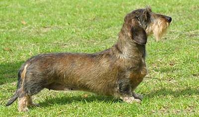 dachshund wire haired3021304.jpg