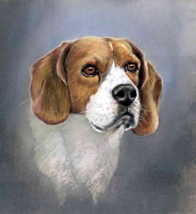 beagle1020704.jpg