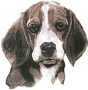 beagle1020904.jpg