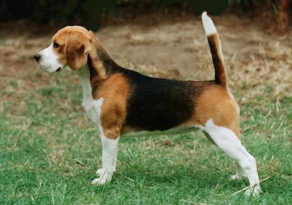 beagle1021004.jpg