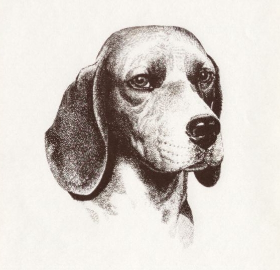 beagle2021004.jpg