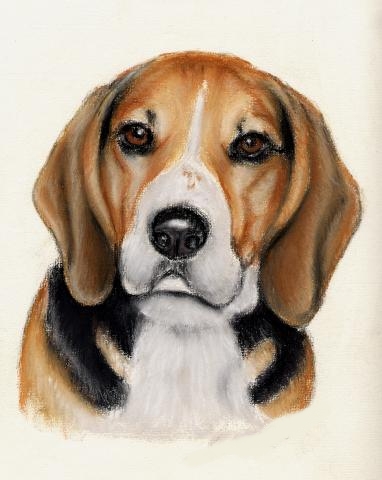 beagle2021104.jpg