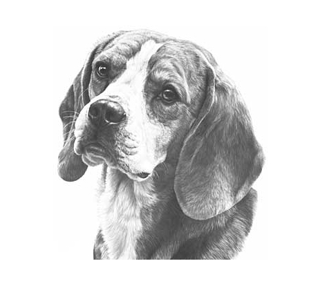 beagle3021004.jpg