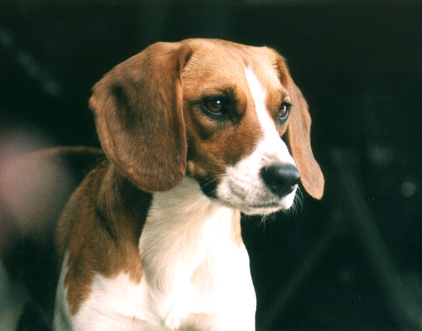 beagle4021004.jpg